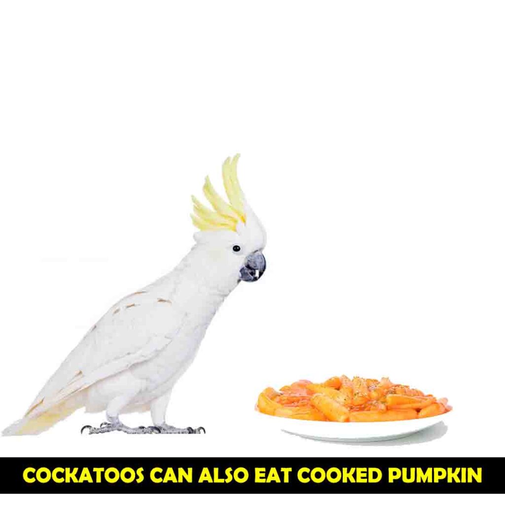 How Pumpkin Can be Served to Your Cockatoo