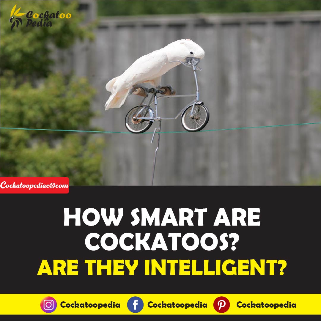 How Smart Are Cockatoos