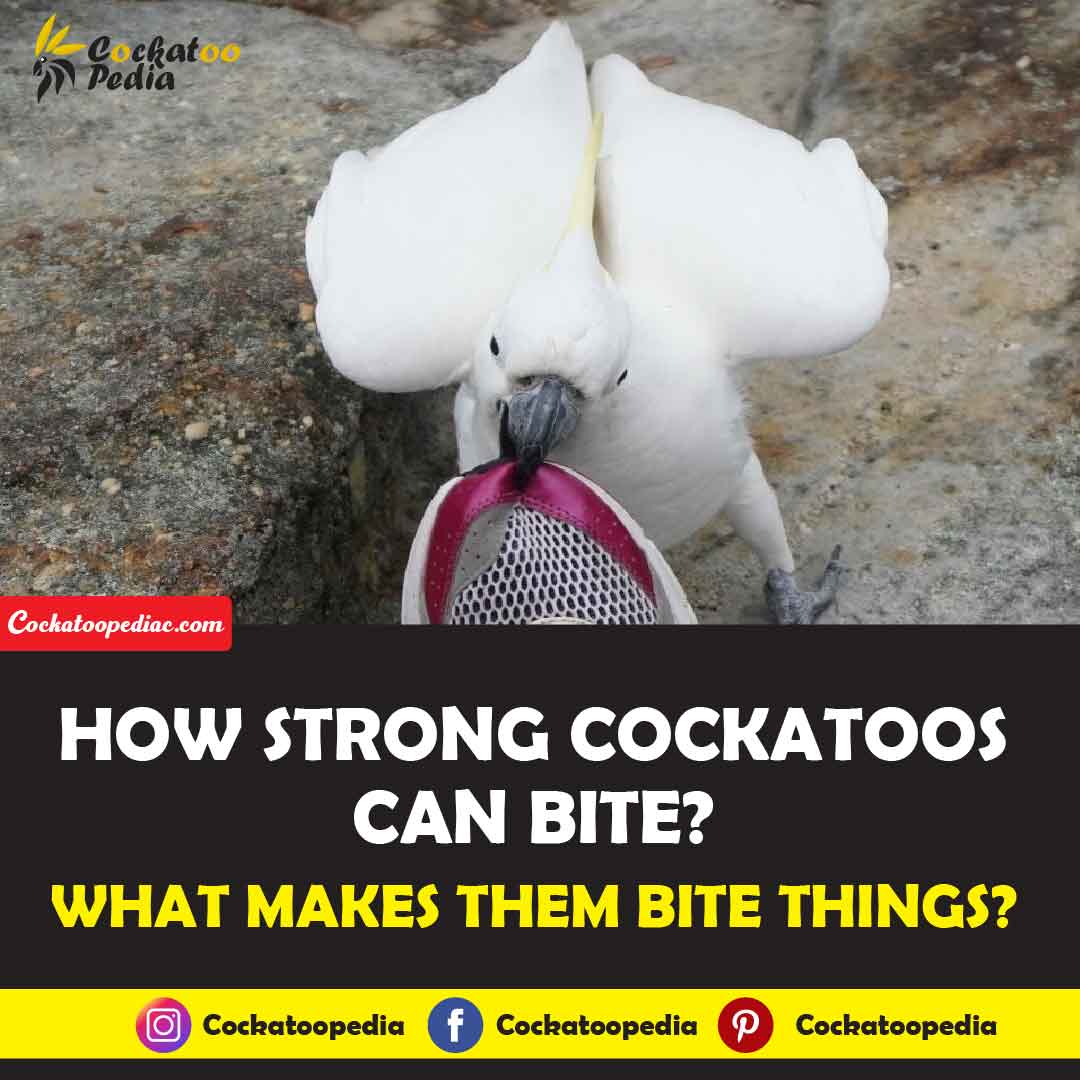 How Strong Cockatoos Can Bite