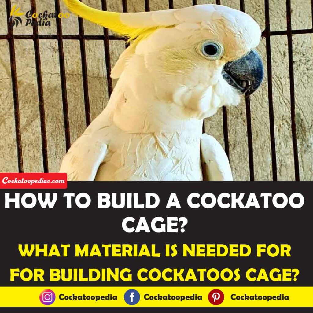 How To Build A Cockatoo Cage? Cockatoo Pedia