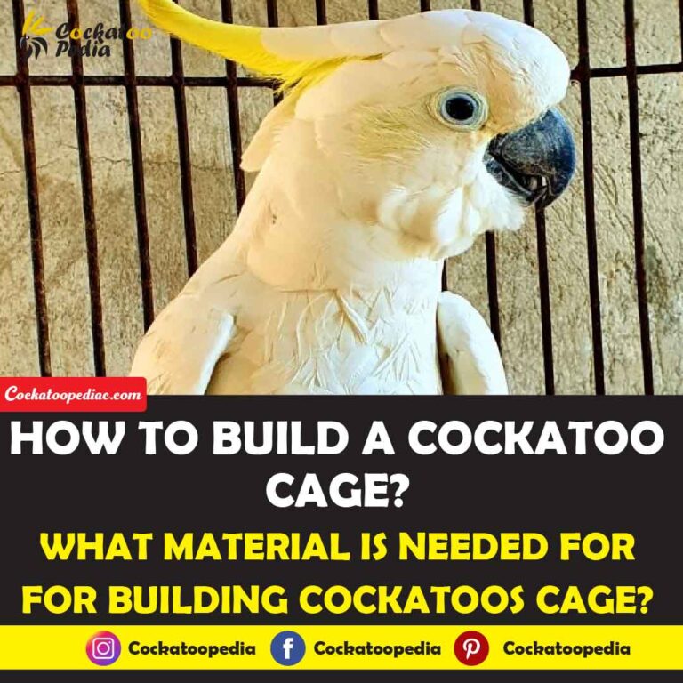 How To Build A Cockatoo Cage