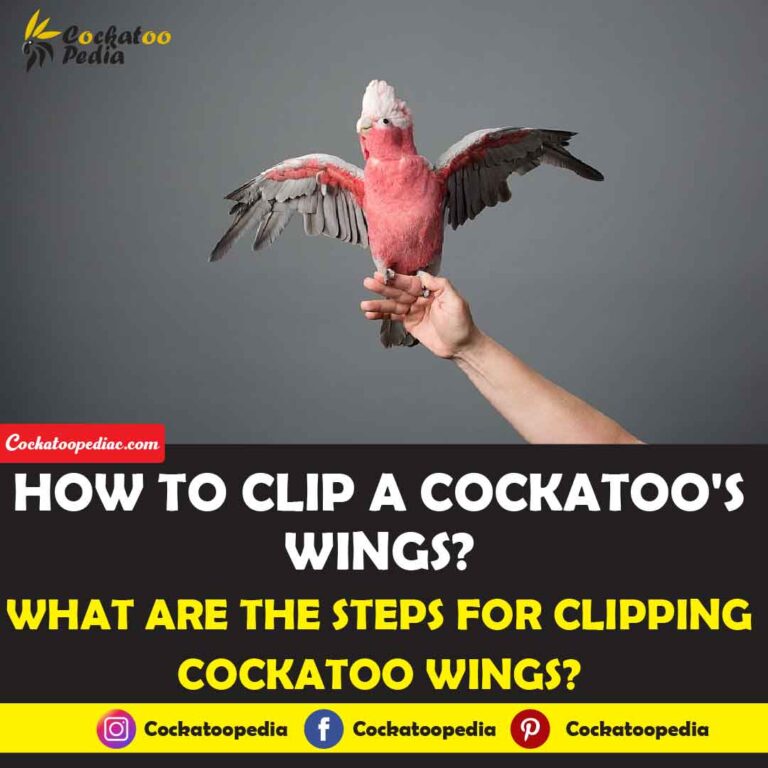 How To Clip A Cockatoo's Wings