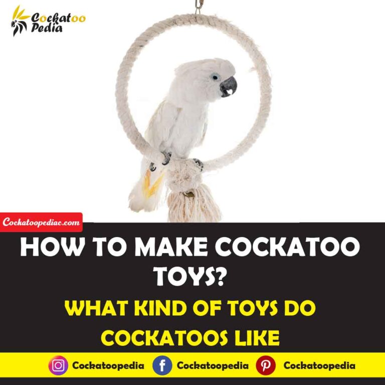 How To Make Cockatoo Toys