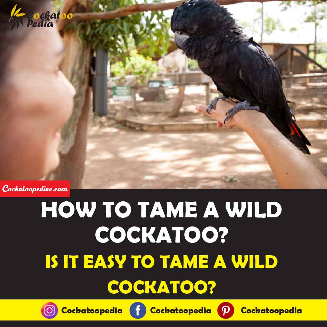 How To Tame A Wild Cockatoo