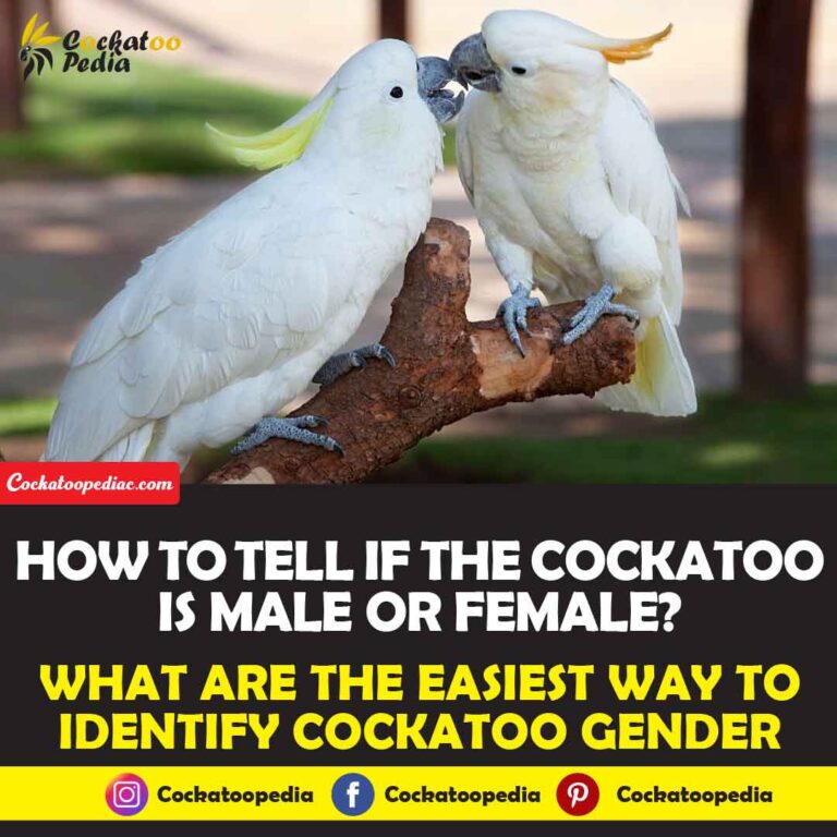 How To Tell If A Cockatoo Is Male Or Female