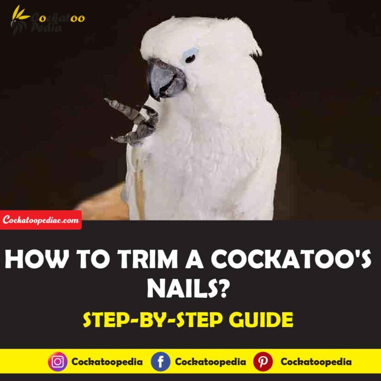 How To Trim A Cockatoo's Nails