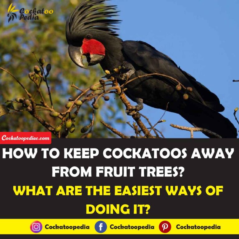 How to Keep Cockatoos Away from Fruit Trees