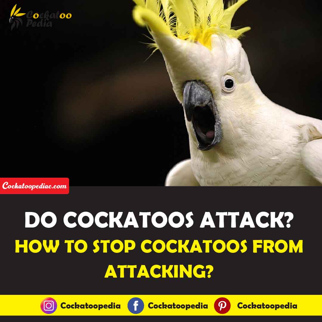 How to Stop Cockatoos from Attacking