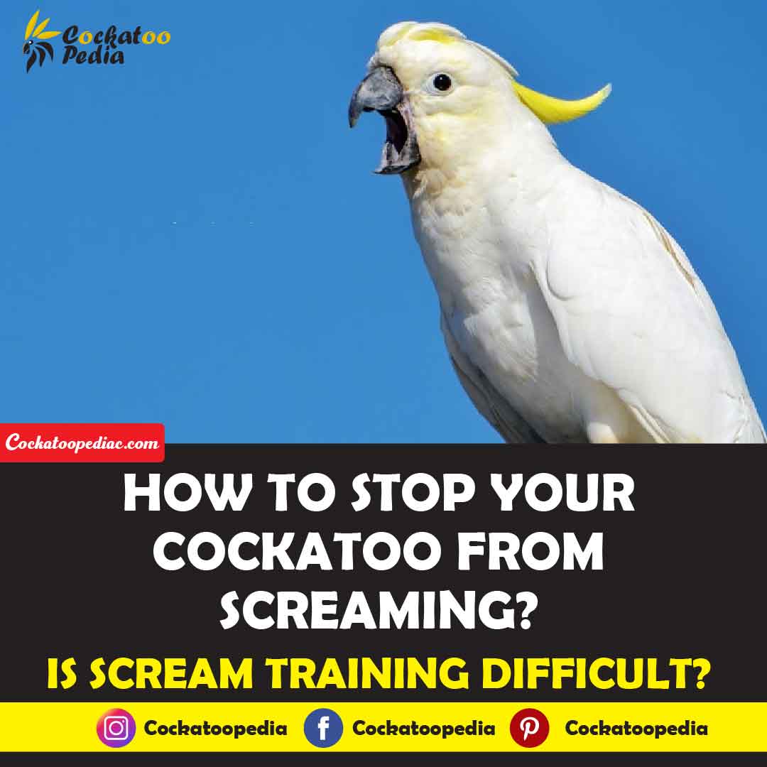 How to Stop Your Cockatoo From Screaming