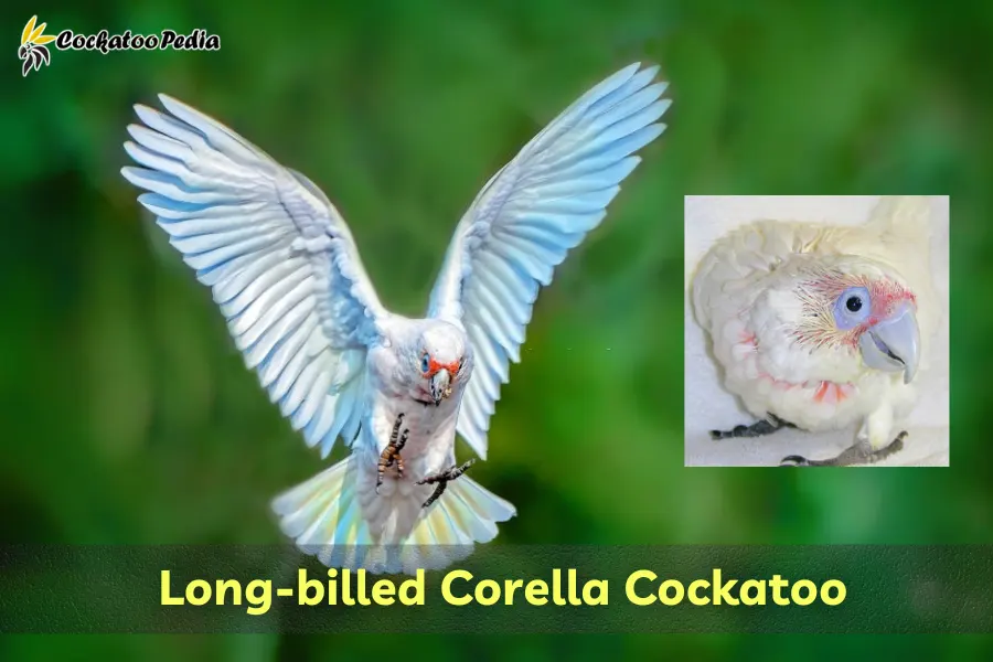 Long-billed Corella Cockatoo