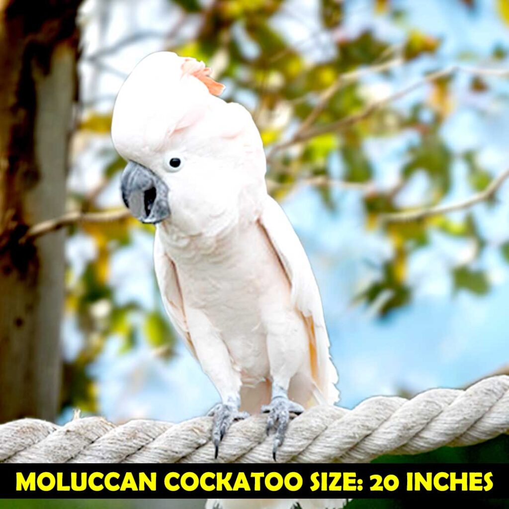 biggest cockatoo species