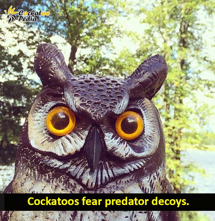 Predator decoys keep cockatoos away from fruit trees