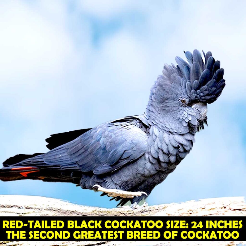 Second Greatest Breed of Cockatoos