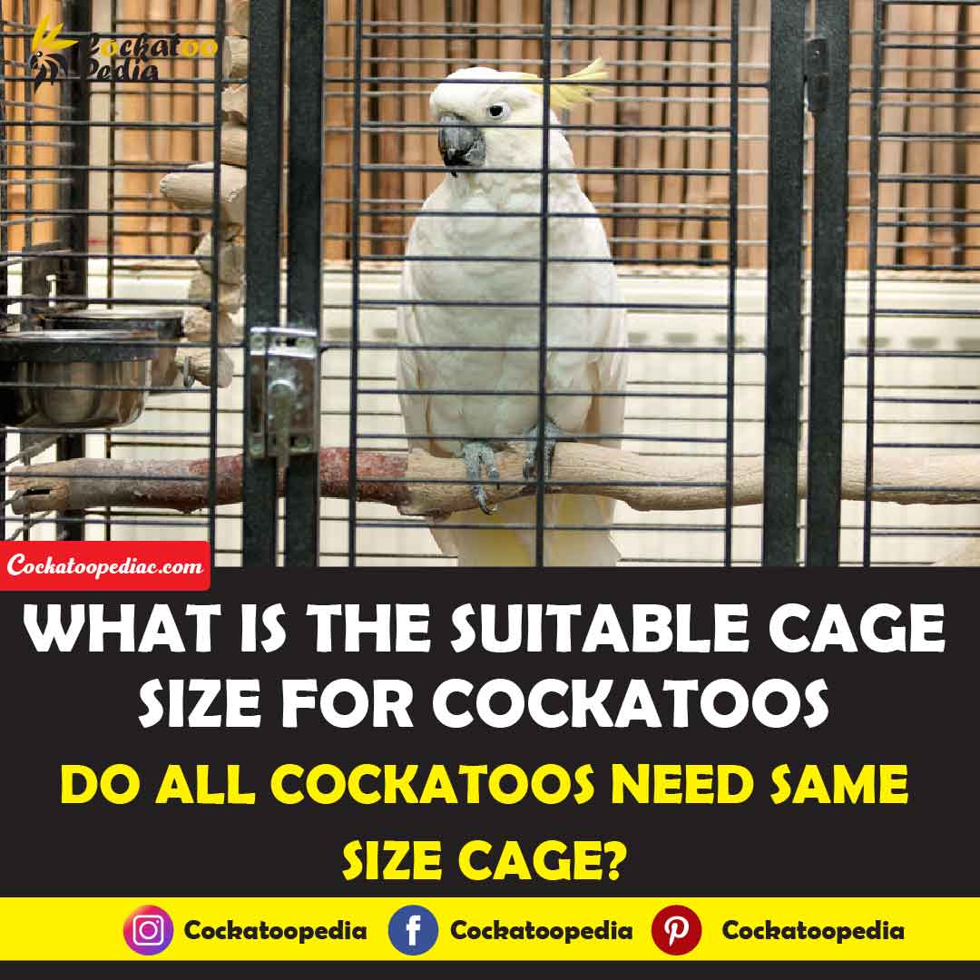 Suitable Cage Size For Cockatoos