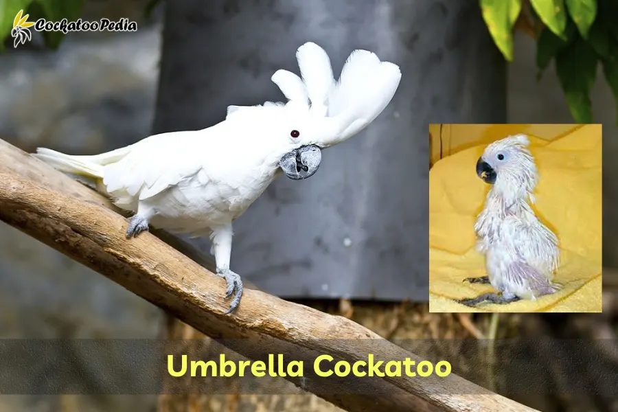 Umbrella Cockatoo