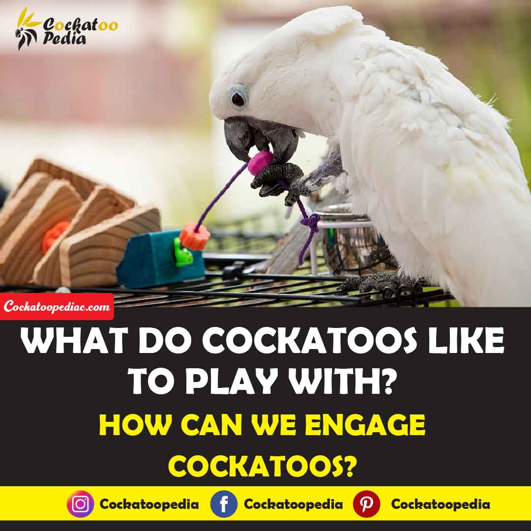 What Do Cockatoos Like To Play With