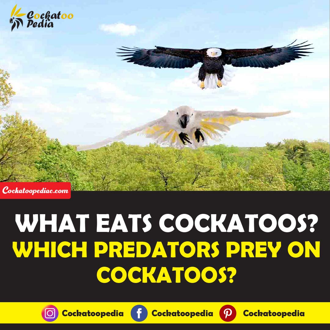 What Eats Cockatoos