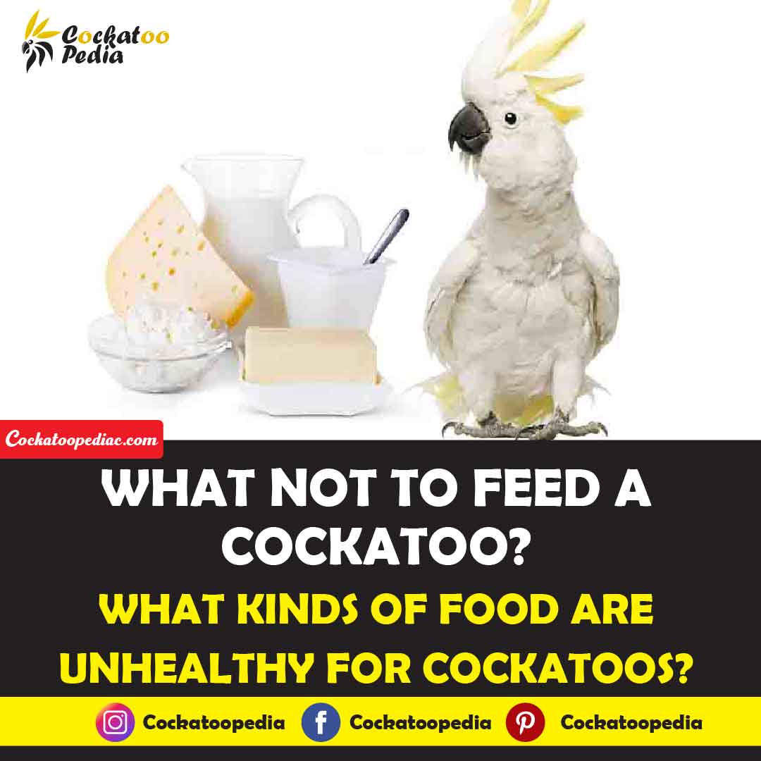 What Not To Feed A Cockatoo