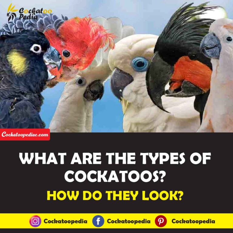 What are the types of cockatoos