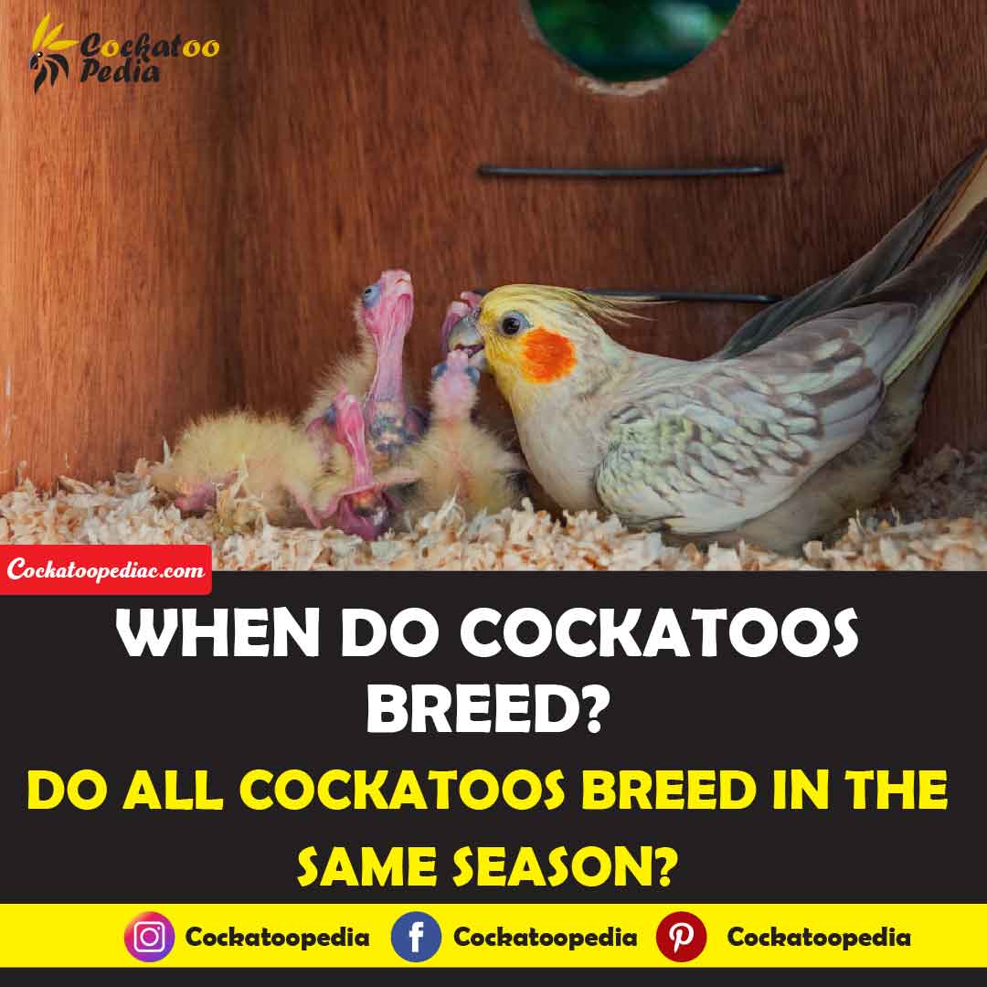 When Do Cockatoos Breed