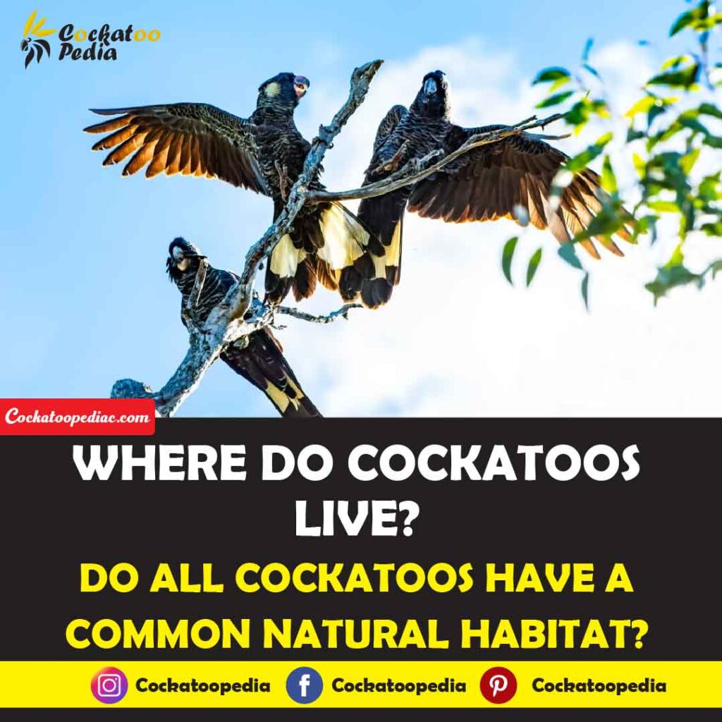 Where Do Cockatoos Live Where Can They Survive Cockatoo Pedia   Where Do Cockatoos Live 1024x1024 