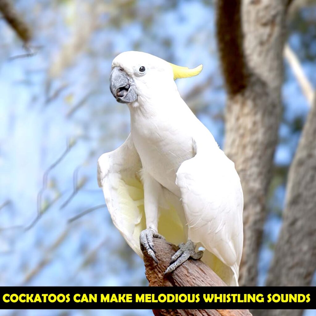talking ability of gang gang cockatoo