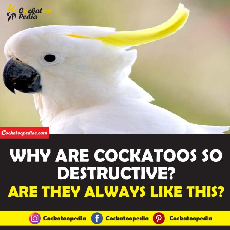 Why Are Cockatoos So Destructive