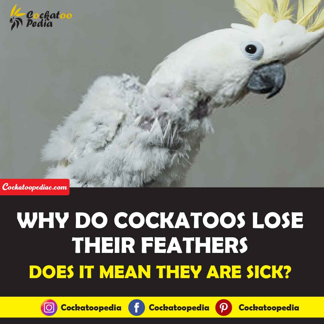 Why do Cockatoos lose their Feathers