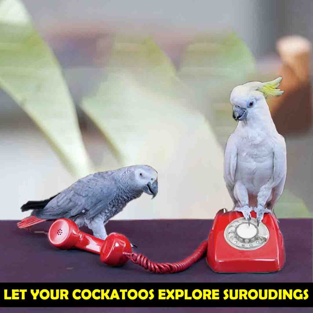 Allow Your Cockatoo to Explore Their Surroundings