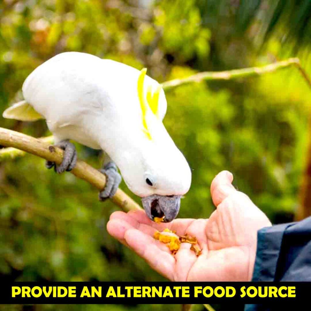 Alternative Food Source For Cockatoos