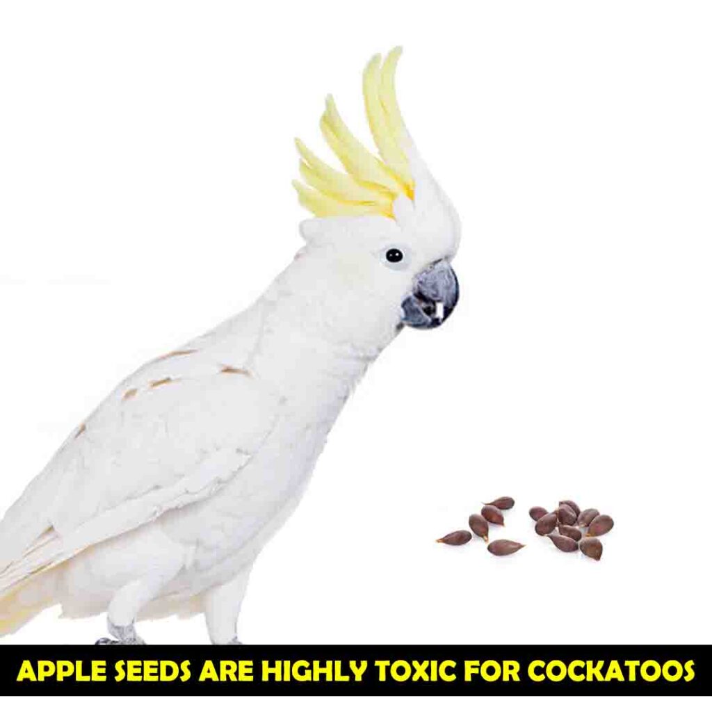 Apple Seeds are Toxic For cockatoos