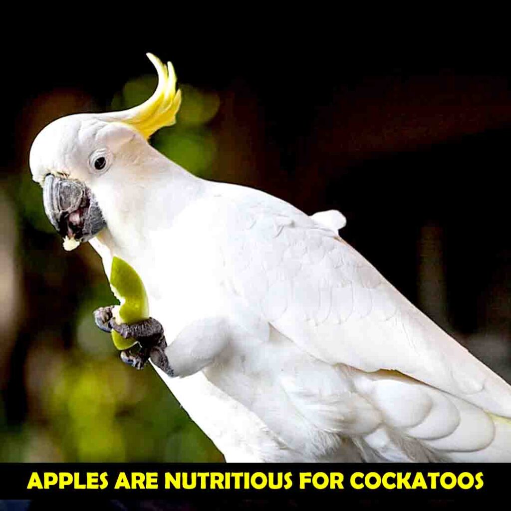 Apples Should Be Served To Cockatoos in Various Forms