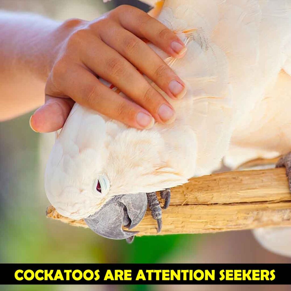 Attention Seeking Behaviors of Cockatoos