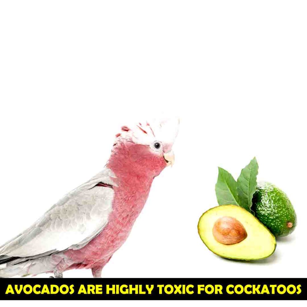 Avocados are highly Toxic for Cockatoos