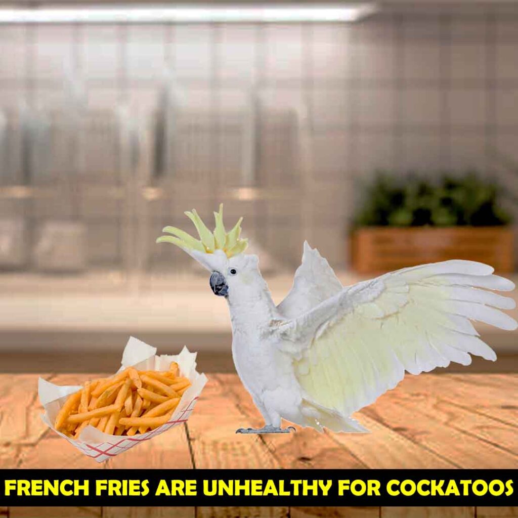 Avoid Giving French Fries to Cockatoos