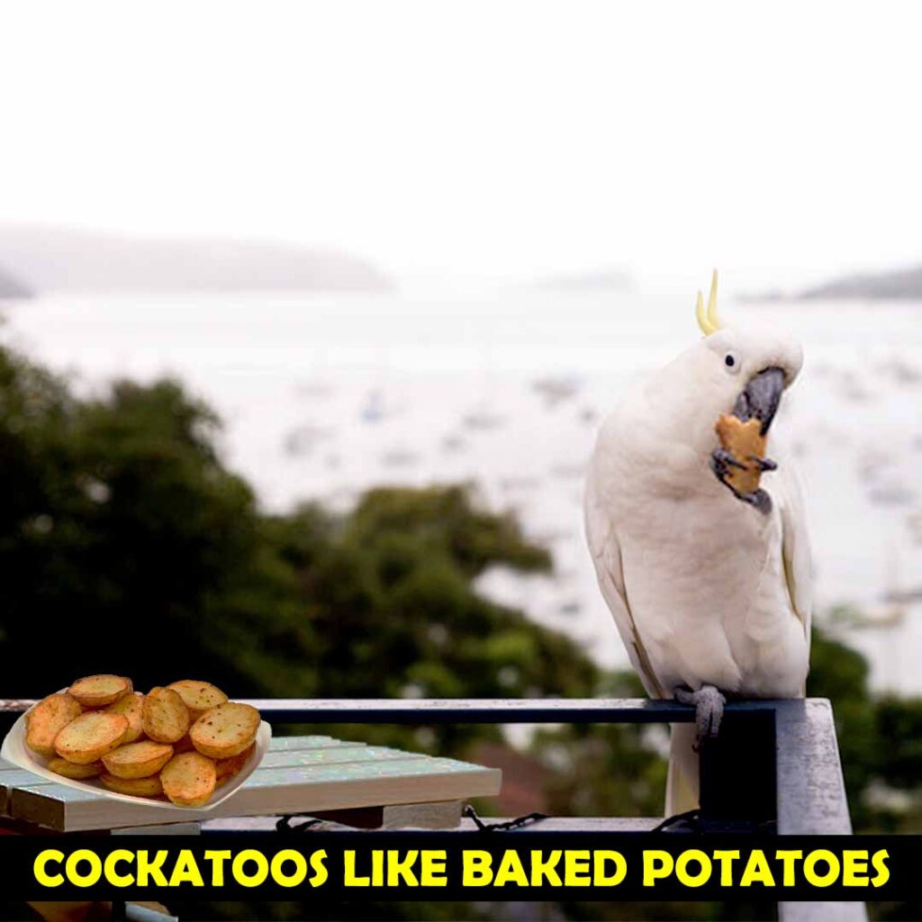 Baked Potatoes can be Served to cockatoos