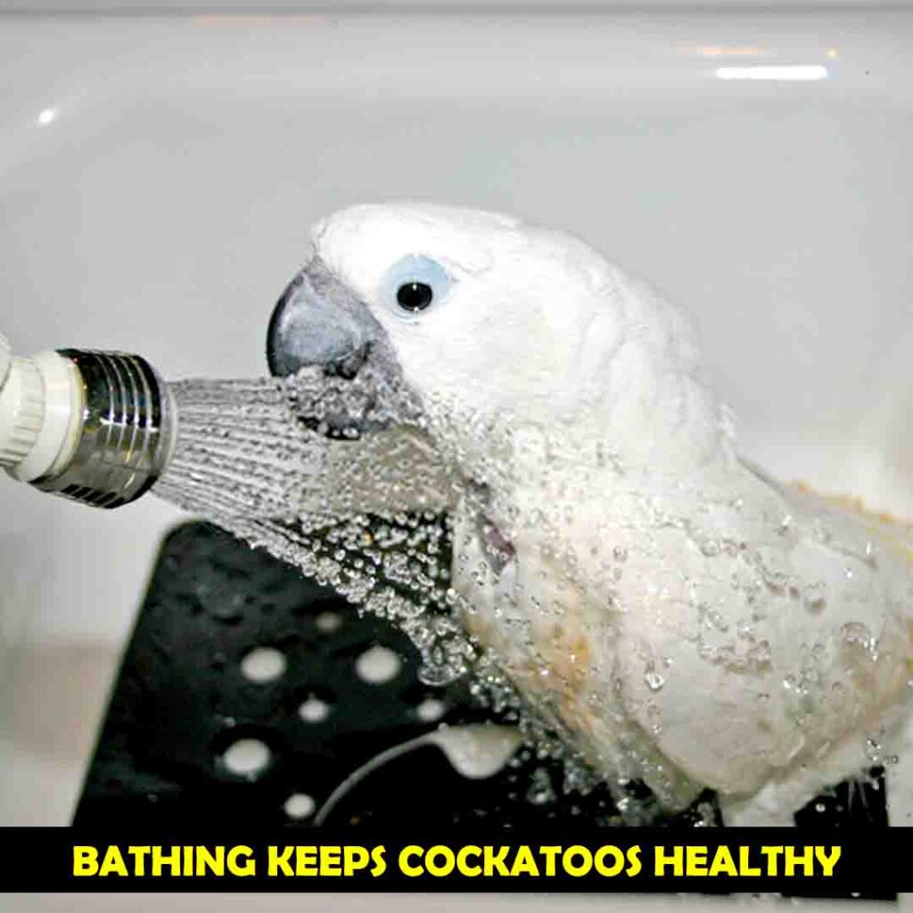 Bathe up Your Cockatoo
