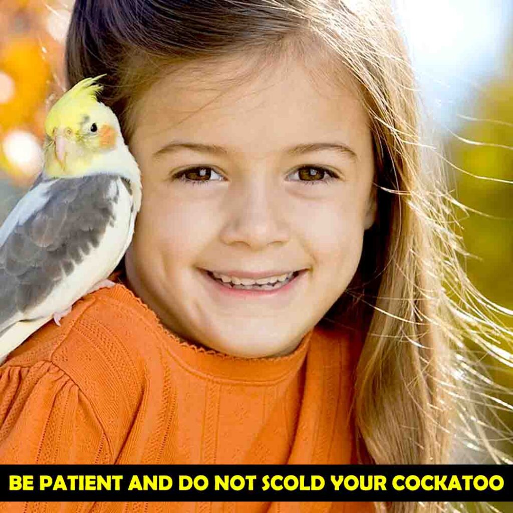 Be patient and do not scold your cockatoo