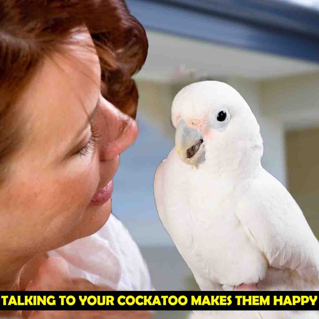 Begin with Gentle Interaction with Your Cockatoo