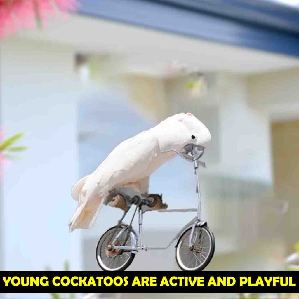Behavior of Cockatoo with Age