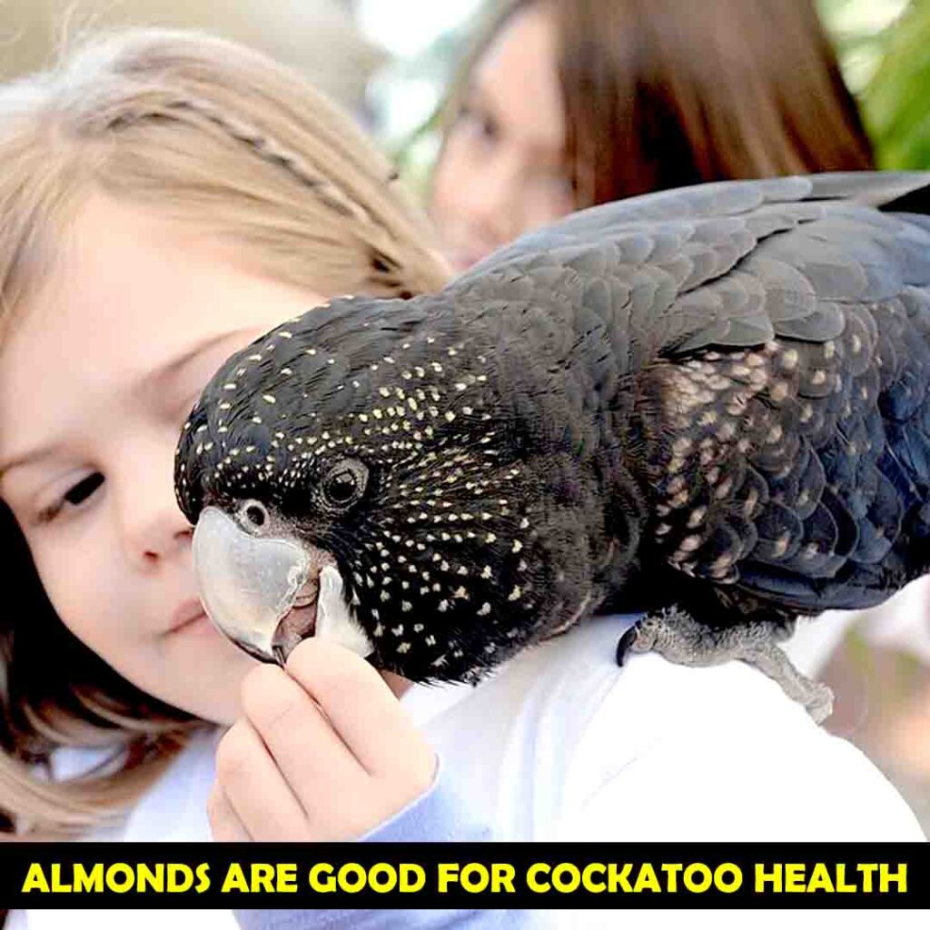 Benefits of Almonds for cockatoos