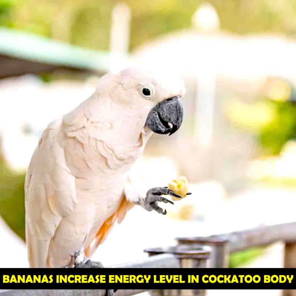 Benefits of Bananas in Cockatoos Diet