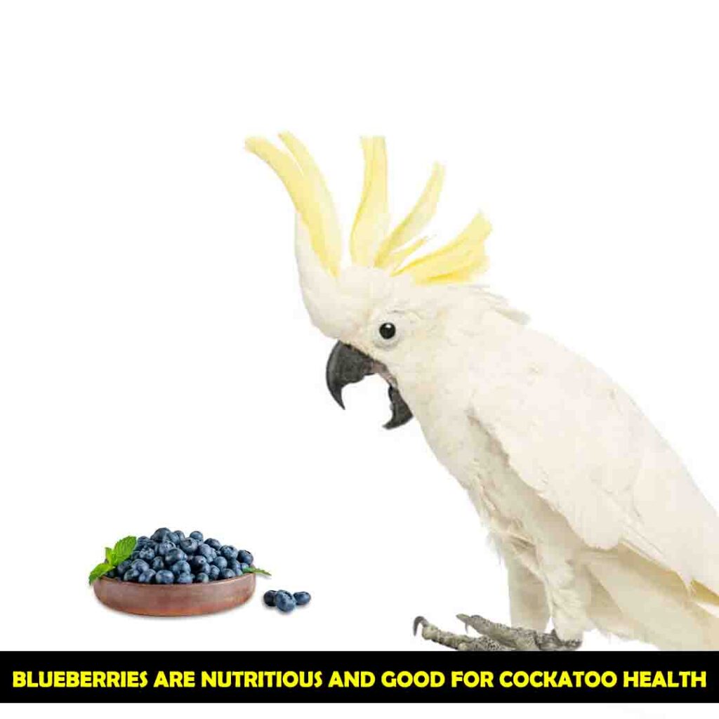 Benefits of Blueberries in the Diet of cockatoos