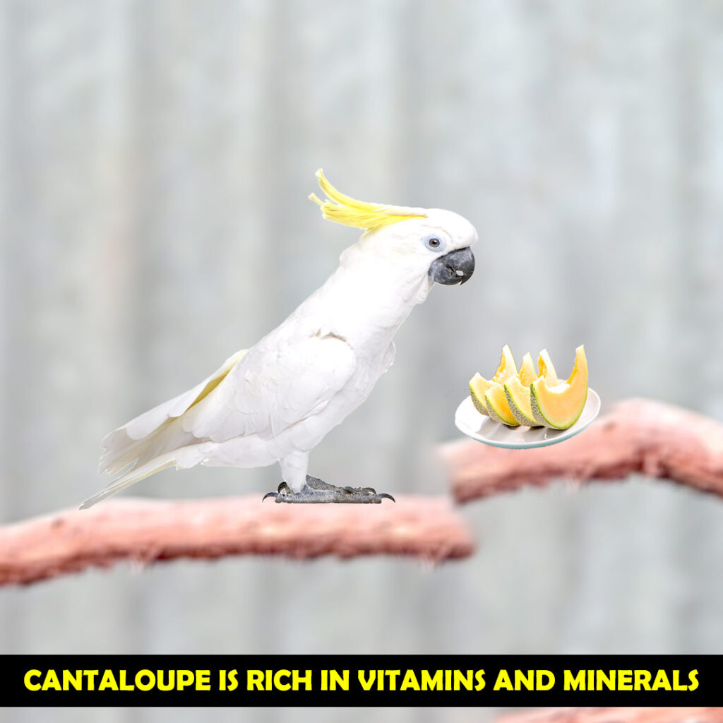 Benefits of Cantaloupe for Cockatoos Health