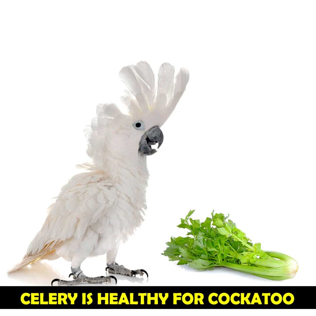 Benefits of Celery in the Diet of Cockatoos