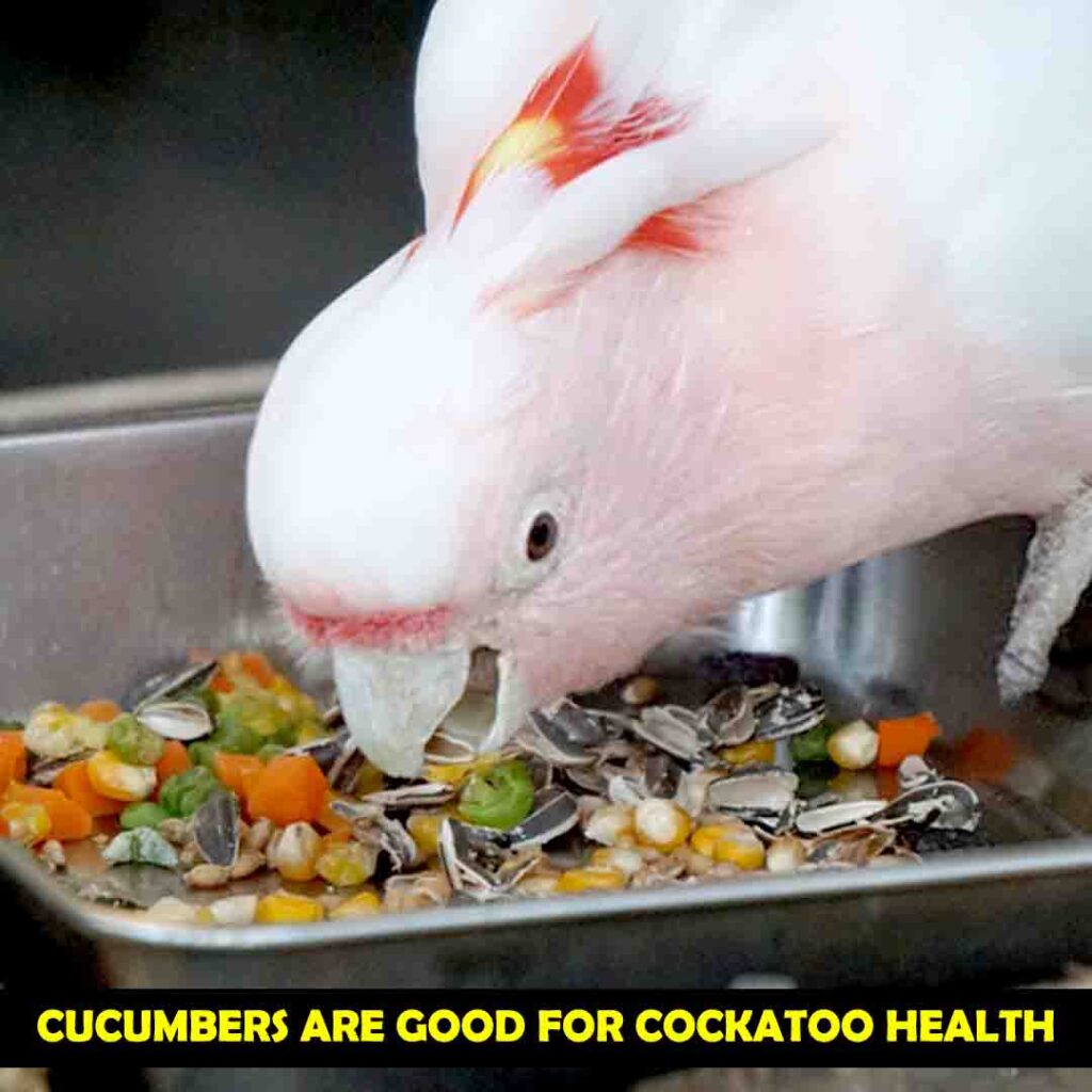 Benefits of Cucumber In Cockatoos Diet