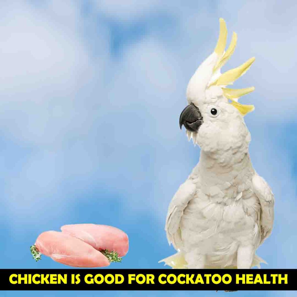 Benefits of Eating Chicken For Cockatoos