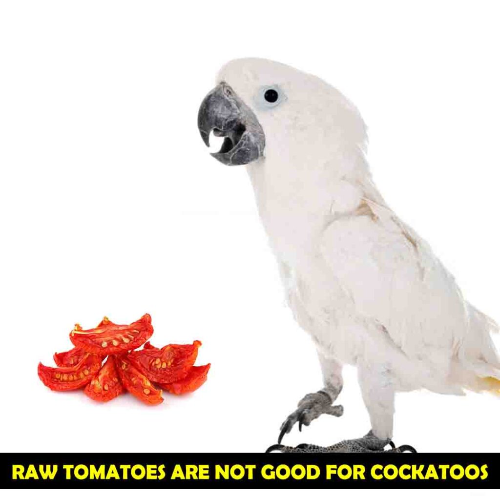 Benefits of Eating Dried and Cooked Tomatoes for cockatoos