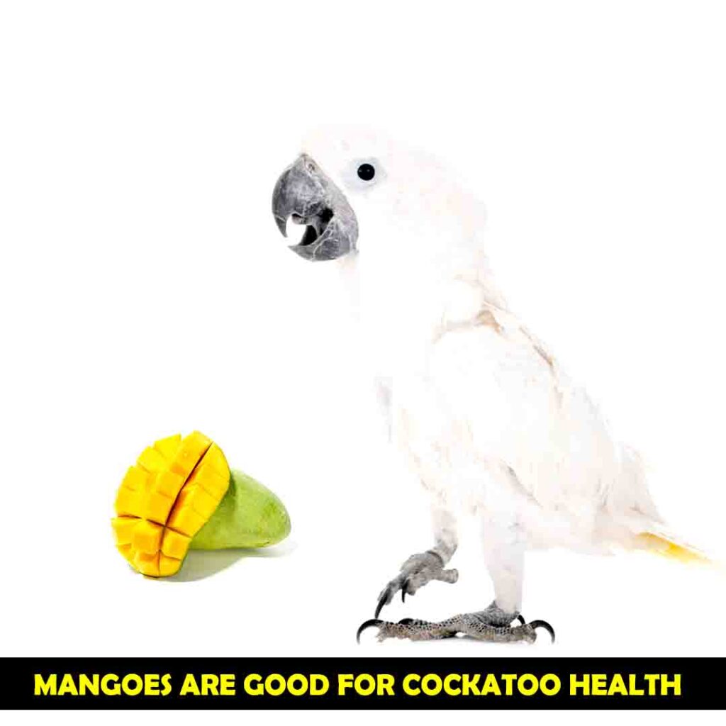 Benefits of Mangoes for cockatoos