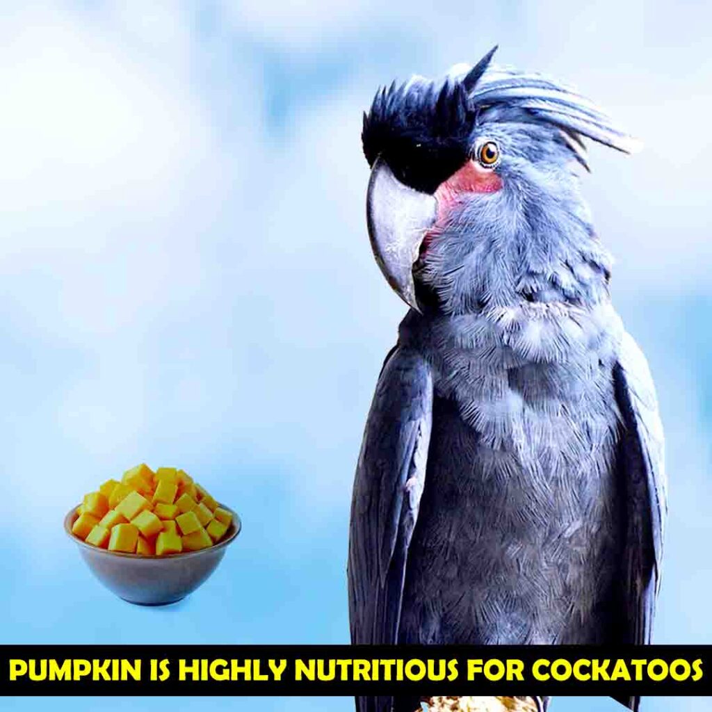 Benefits of Oranges for cockatoos